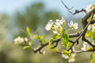 bulanık doğa arka plan üzerinde kiraz çiçekleri