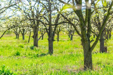 elma bahçesi bahar ağaçlarının çiçek açması ile