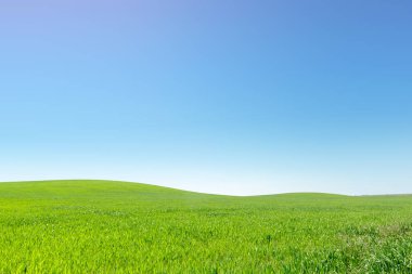 gündüz, mavi gökyüzü ile güzel yeşil alan 