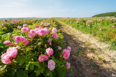 gül yaz adlı alanının doğal görünümü