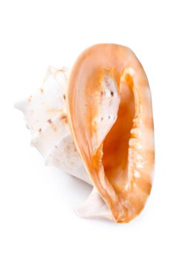 Beyaz arkaplanda deniz kabuğu izole 