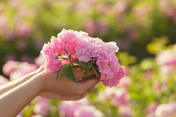 Mulher Segurando Rosas Perto Temporada Verão — Fotografia de Stock