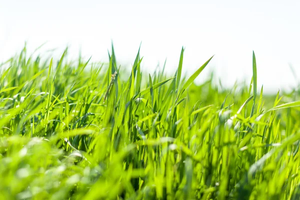 Утреннем Фоне Зеленая Весенняя Трава — стоковое фото
