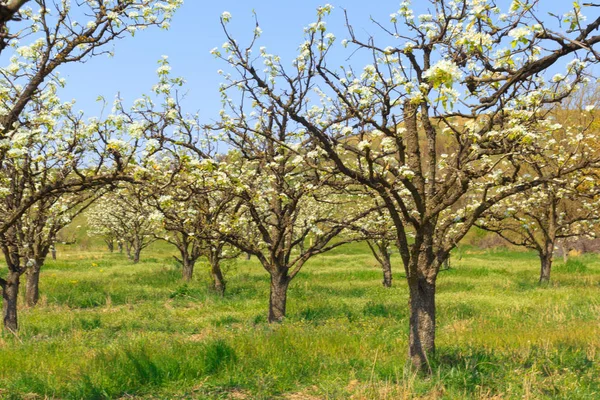 Huerto Manzanas Con Árboles Flor Primavera —  Fotos de Stock