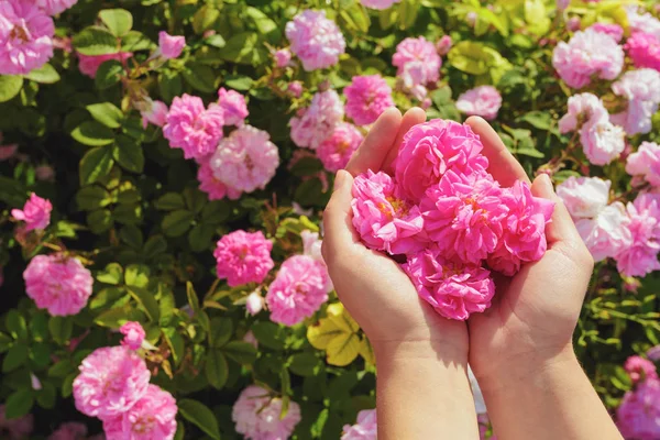 Mulher Segurando Rosas Perto Temporada Verão — Fotografia de Stock