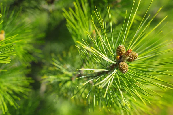 Fir Tree Branch New Cone — Stock Photo, Image