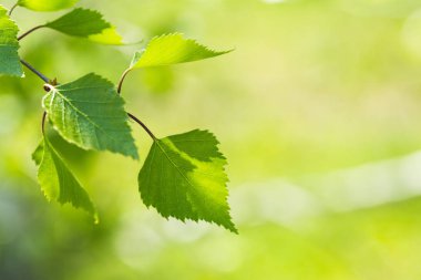 Bahar arka plan ağaçlarda yeni yeşil yaprakları