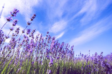 gündüz, yaz aylarında lavanta alanının yakın çekim 