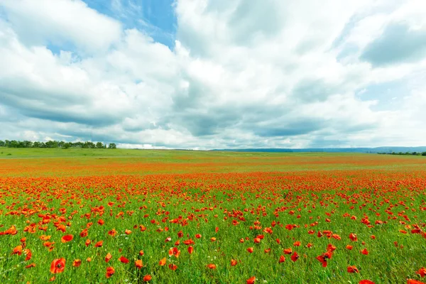 Red Poppy Flowers Field Daytime — Stock Photo, Image