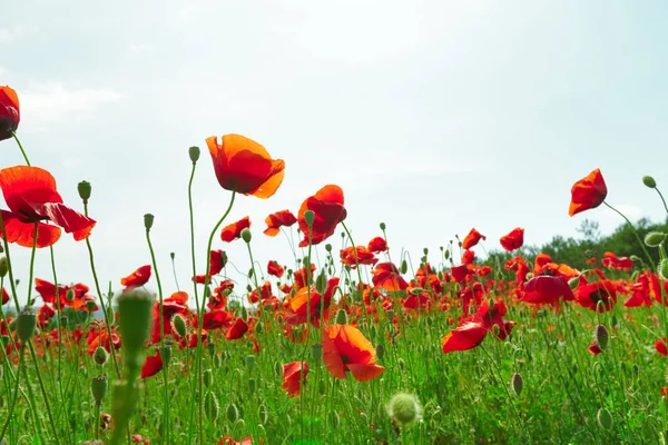Red Poppy Flowers Field Daytime — Stock Photo, Image