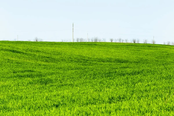 Piękne Zielone Pole Błękitnego Nieba Ciągu Dnia — Zdjęcie stockowe