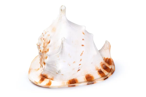 Sea Shell Isolated White Background — Stock Photo, Image