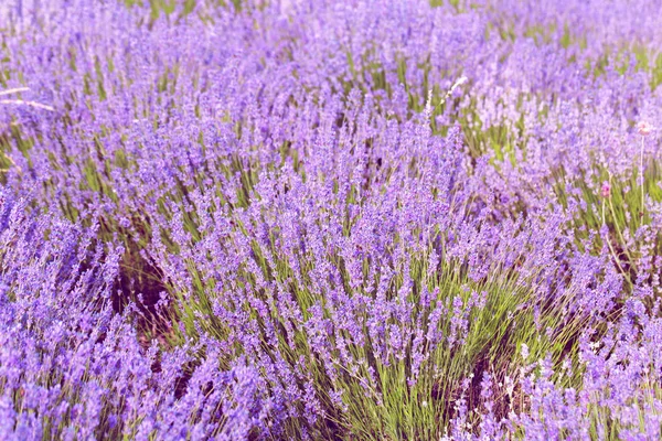 Close Lavender Field Summer Daytime — Stock Photo, Image