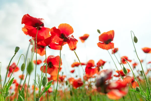 Red Poppy Flowers Field Daytime — Stock Photo, Image