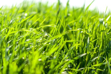 Taze yeşil bahar çimen sabah arka planda