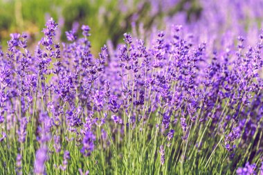 gündüz, yaz aylarında lavanta alanının yakın çekim 