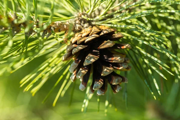 Fir Tree Branch New Cone — Stock Photo, Image