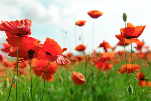 Red Poppy Flowers Field Daytime — Stock Photo, Image