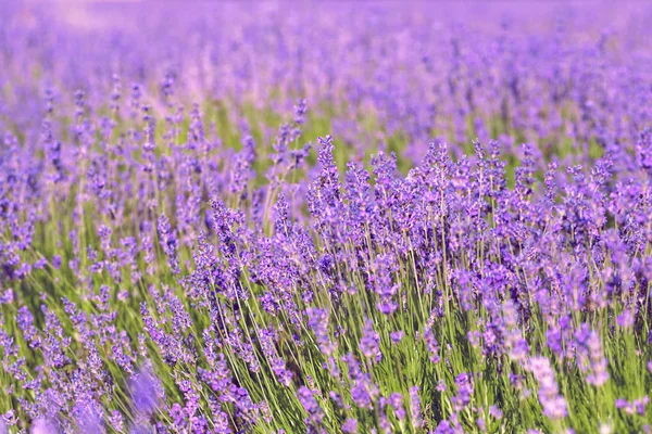 Perto Lavender Field Verão Durante Dia — Fotografia de Stock