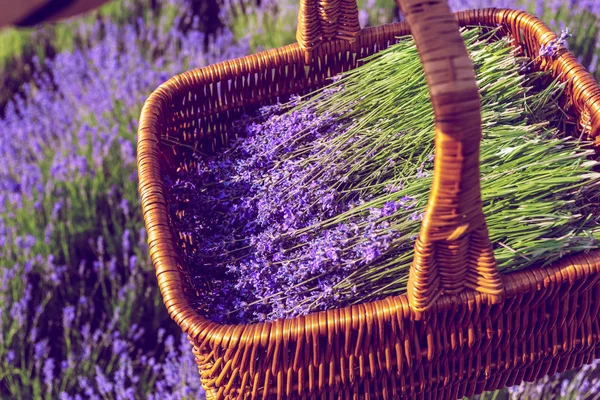 Nahaufnahme Von Korb Mit Lavendel Auf Dem Feld — Stockfoto