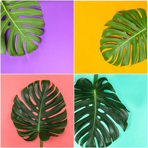 Tropical leaves Monstera  on background,close up