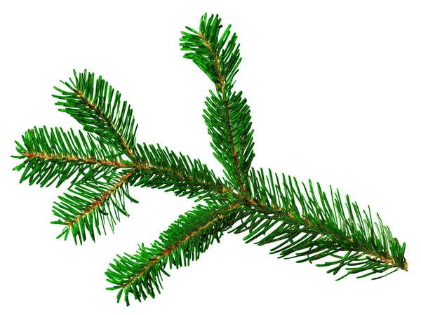 Fir Branch Isolated White Background Close — Stock Photo, Image