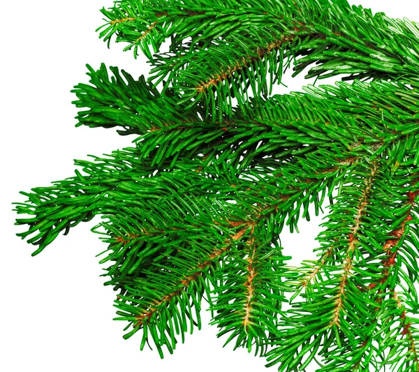 Fir Branch Isolated White Background Close — Stock Photo, Image