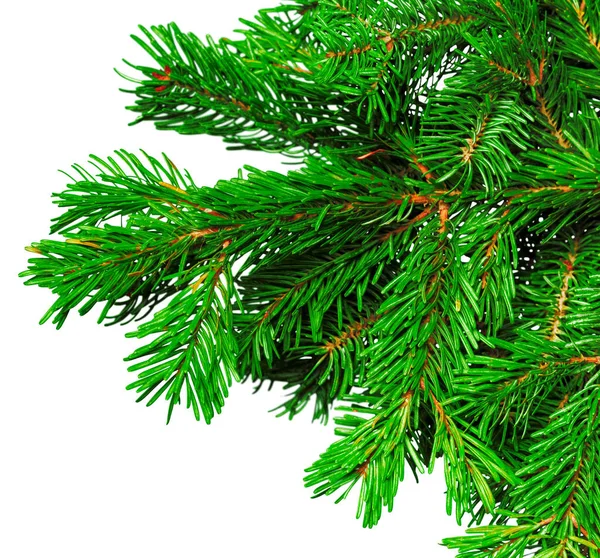 Fir Branch Isolated White Background Close — Stock Photo, Image