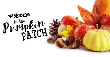 Minyatür kabaklar kopya alanı beyaz zemin üzerine.