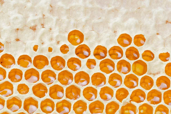 Close Van Honingraten Met Honing Natuurlijke Achtergrond — Stockfoto