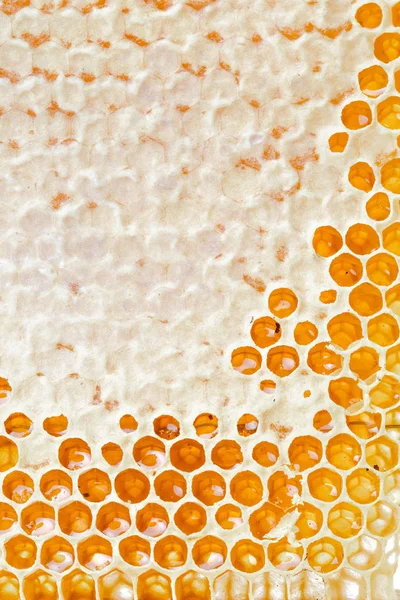 Sluit Weergave Van Verse Honingraten Met Honing — Stockfoto