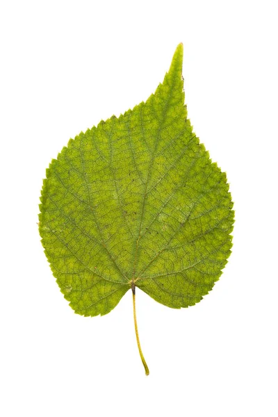 Hoja Verde Aislada Sobre Fondo Blanco — Foto de Stock