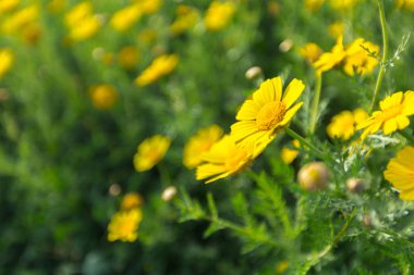 Sarı çiçekli bahar arka plan