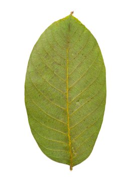 Beyaz arkaplanda yeşil yaprak izole edildi