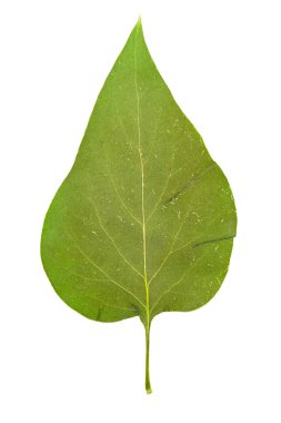 Beyaz arkaplanda yeşil yaprak izole edildi
