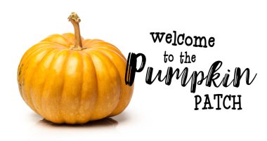 Minyatür kabak kopya alanı beyaz zemin üzerine.