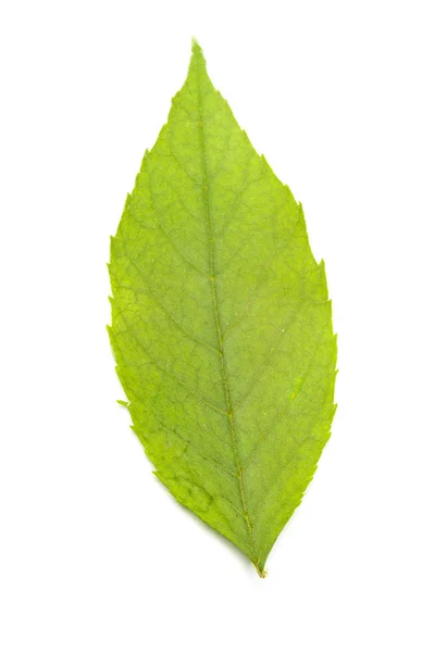 Green Leaf Isolated White Background — Stock Photo, Image