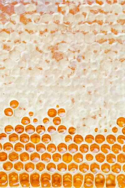 Sluit Weergave Van Verse Honingraten Met Honing — Stockfoto