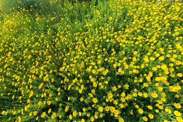 Весенний Фон Желтыми Цветами — стоковое фото