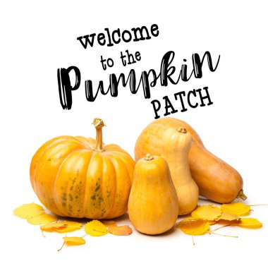 Minyatür kabaklar kopya alanı beyaz zemin üzerine.