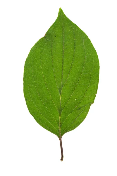 Folha Verde Isolada Sobre Fundo Branco — Fotografia de Stock