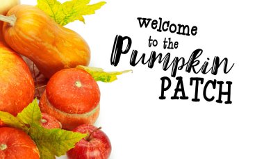 Minyatür kabaklar kopya alanı beyaz zemin üzerine.