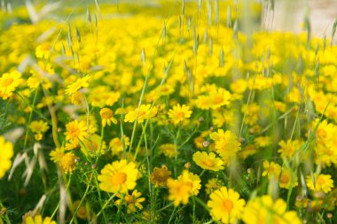 Sarı çiçekli bahar arka plan