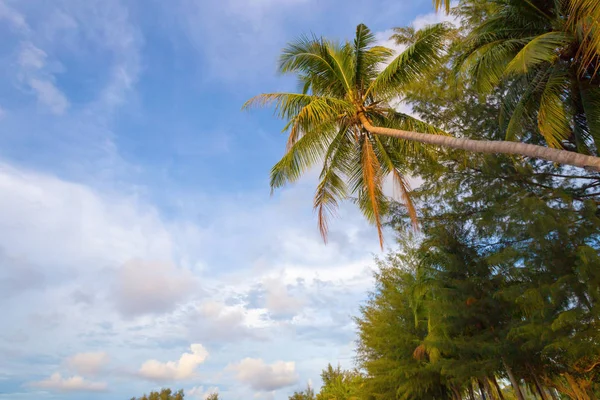 Top Coconut Trees Background Close — Stock Photo, Image