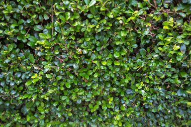 Tropikal bitkilerin yaprakları