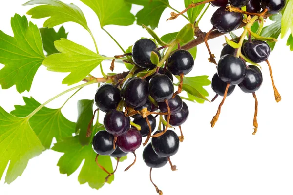 Black Currant Berries Green Leaves White Background — Stock Photo, Image