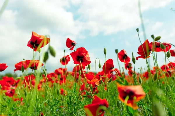 Red Poppy Flowers Field Background — Stock Photo, Image