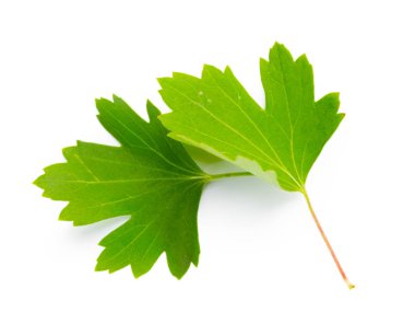 Beyaz arka plan üzerinde izole üzümü yaprağı