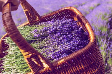 Eflatun alanında sepeti