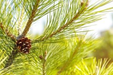 köknar ağacı dalı yeni bir koni ile